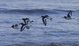 Oystercatchers 001.jpg