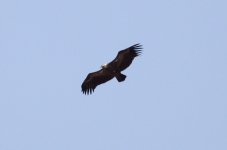 Vulture1.jpg
