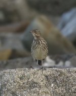 A p littoralis perhaps Westray Orkney 4 November 2023 2.jpg