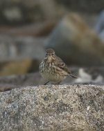 A p littoralis perhaps Westray Orkney 4 November 2023.jpg