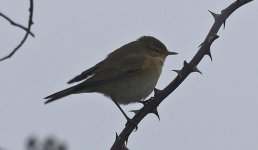 Chiffchaff 001.jpg