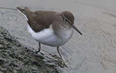 Common Sandpiper 001.jpg