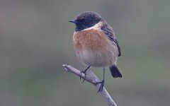 Stonechat 004.jpg