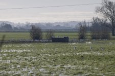 A Cattle Egret Group 01 (76).jpg