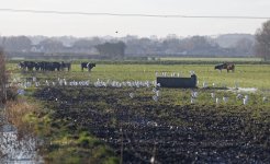 A Cattle Egret Group 04 (115).jpg