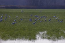 B Cattle Egret Group 002.jpg