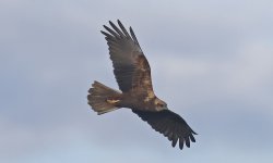 B Marsh Harrier 06.jpg