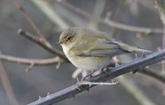 A Chiffchaff 03.jpg