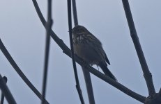 A Meadow Pipit 002.jpg