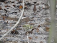 Yellow-browed Warbler 2.JPG