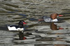 Common Merganser 2024-01-01 c.JPG