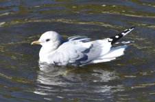 Short-billed Gull 2024-01-01.JPG