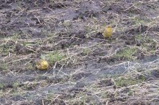 mystery yellowhammer with friend.jpg