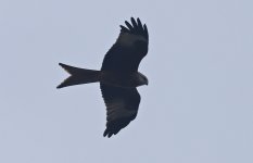 Red Kite 002.jpg