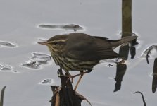 B Northern Waterthrush 008.jpg