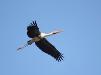 painted_stork.jpg