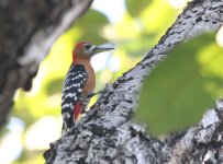 rufous_bellied_woodpecker.jpg