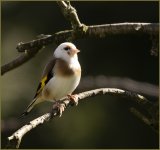 white finch.jpg