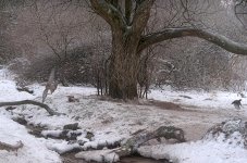 Sparrowhawk attacks 12.40pm, Danish Forest - 2.jpg