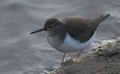 Common Sandpiper 03.jpg