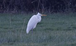 Great White Egret 01.jpg