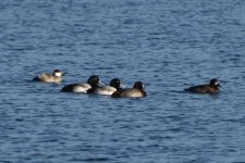Ruddy Duck with Greater Scaup.JPG