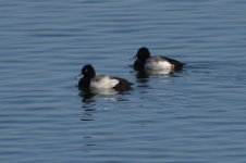 Lesser Scaup 2024-01-05.JPG