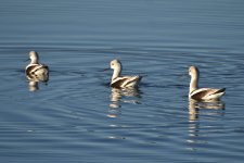 American Avocets 2024-01-07 a.JPG