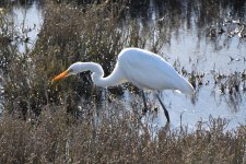 Great Egret 2024-01-07 a.JPG