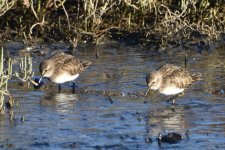 Least Sandpipers 2024-01-07 a.JPG