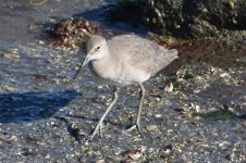 Willet 2024-01-07 a.JPG