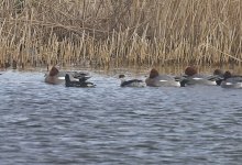 Black-necked Grebe 002.jpg