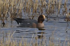 Wigeon 001.jpg