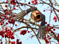waxwing colchester 03-01-2024 2300.JPG