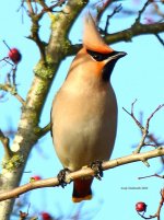 waxwing colchester 03-01-2024 1835.JPG