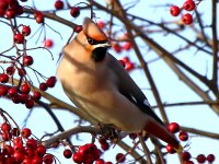 waxwing colchester 03-01-2024 1947.JPG