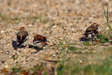 snow buntings Mersea 06-01-2024 2613.JPG