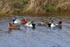 widgeon Mersea 06-01-2024 2683.JPG