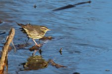 20240110 (3)_Northern_Waterthrush.JPG