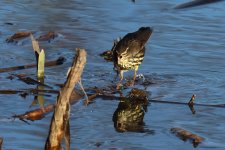 20240110 (4)_Northern_Waterthrush.JPG