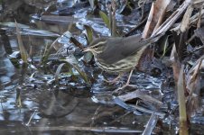 20240110 (7)_Northern_Waterthrush.JPG