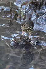 20240110 (9)_Northern_Waterthrush.JPG