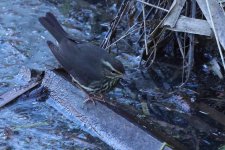 20240110 (12)_Northern_Waterthrush.JPG