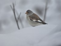 Snowfinch Manigod.jpg