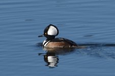 Hooded Merganser 2024-01-08 a.JPG