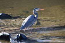 Great Blue Heron 2024-01-08 a.JPG