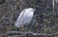 Little Egret 001.jpg