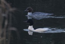 B Goosander 001.jpg