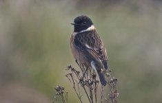 A Stonechat 001.jpg