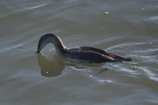 Red-throated Loon  2024-01-11.JPG